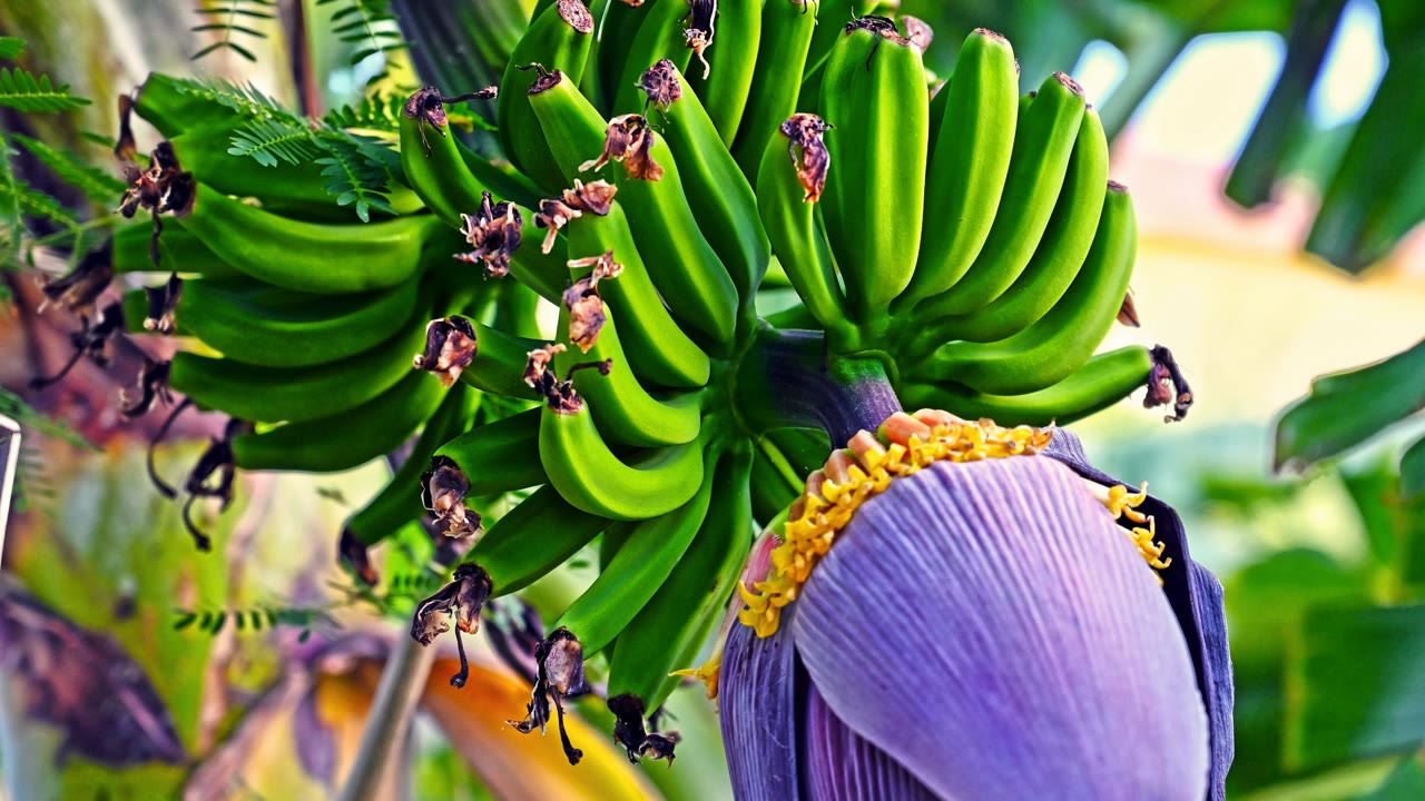 Banana — NameWise etymology video