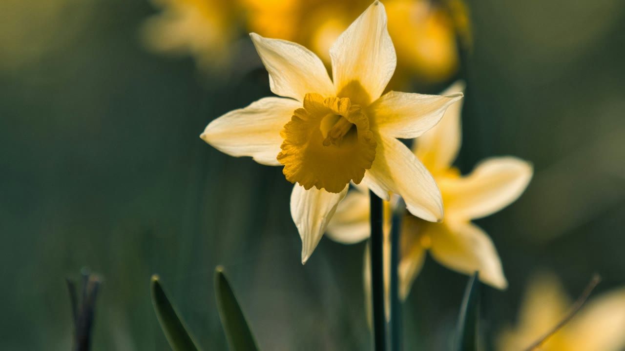 Daffodil: The Flower That Gained a "D" — NameWise etymology video
