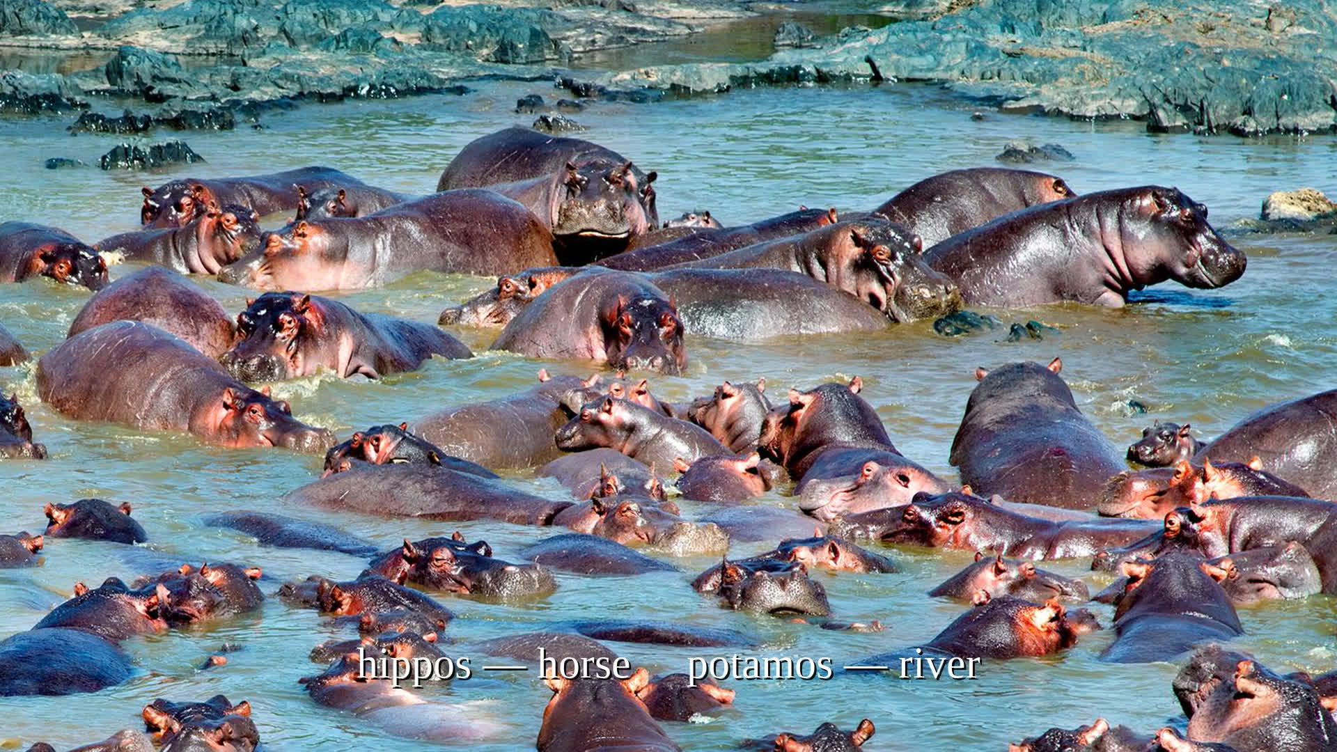 Hippopotamus: The River Horse of Ancient Greece — NameWise etymology video