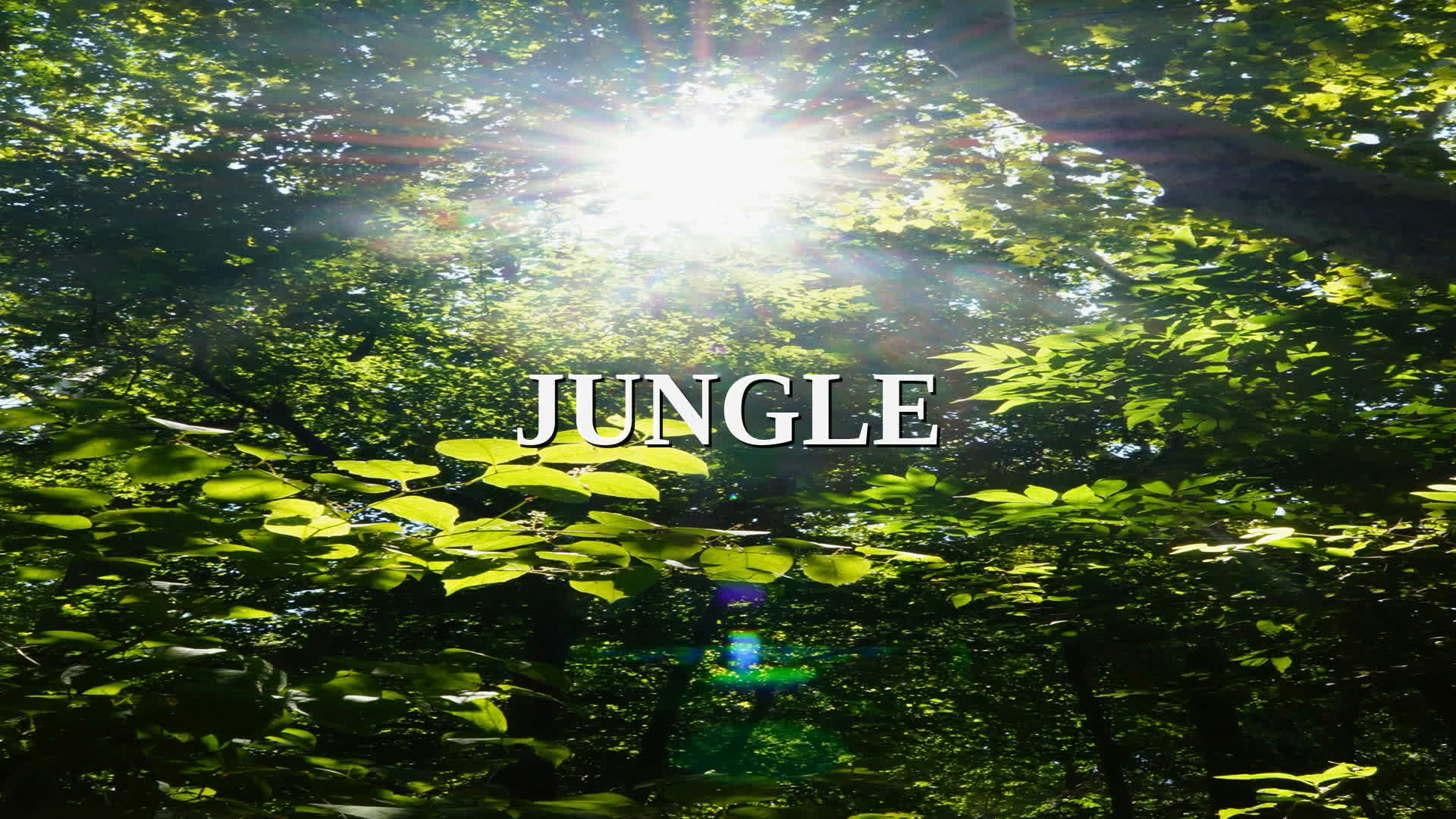 Jungle: From Sanskrit Wasteland to Concrete Jungle — NameWise etymology video