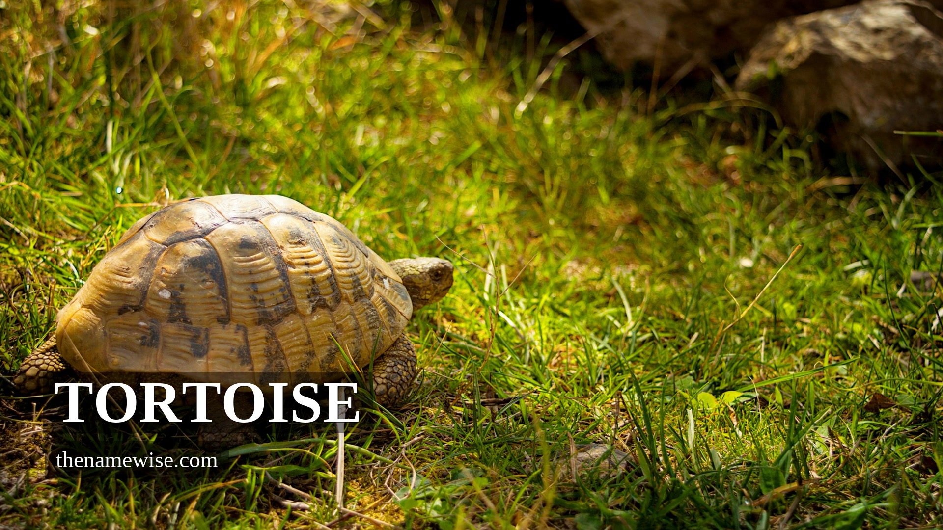 Tortoise: From the Underworld to Aesop's Fable — NameWise etymology video